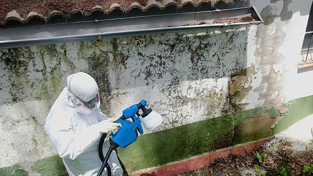 Mold Removal service in Thompsonville